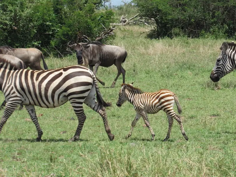 Wildebeest and zebra during the migration