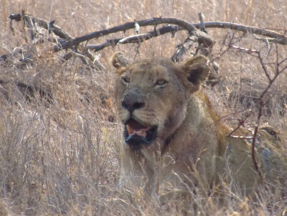 lioness lurking in the background, Serengeti migration