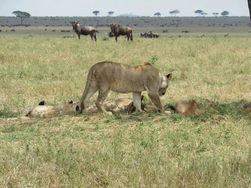 lions and wildebeest Serengeti