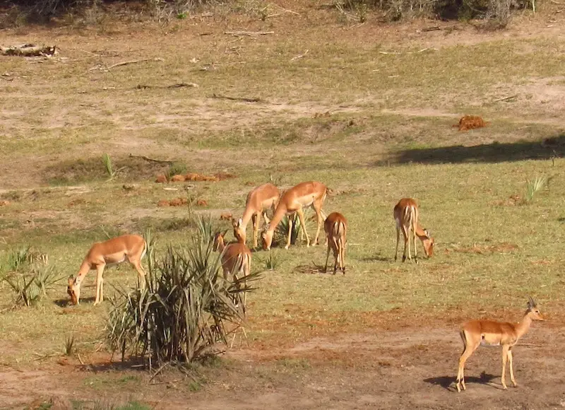 impala herd during the great migration in Africa