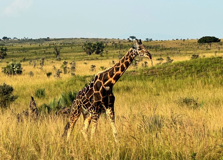 Giraffe in a grassy field in Murchison Falls Park in Uganda