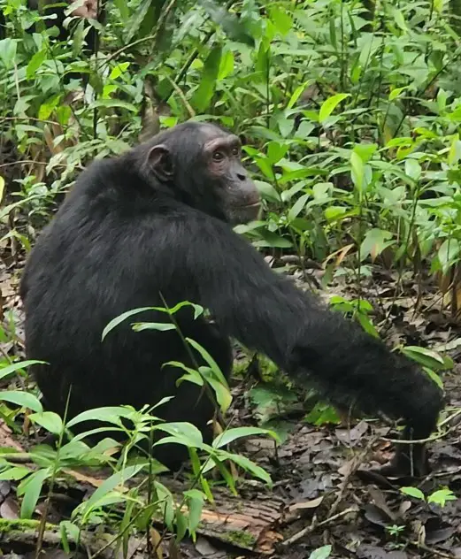 Chimp in greenery in Kibali National Forest in Uganda