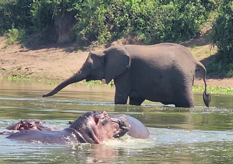 Elephant and Hippo in the water on boat cruise in Queen Elizabeth National Park