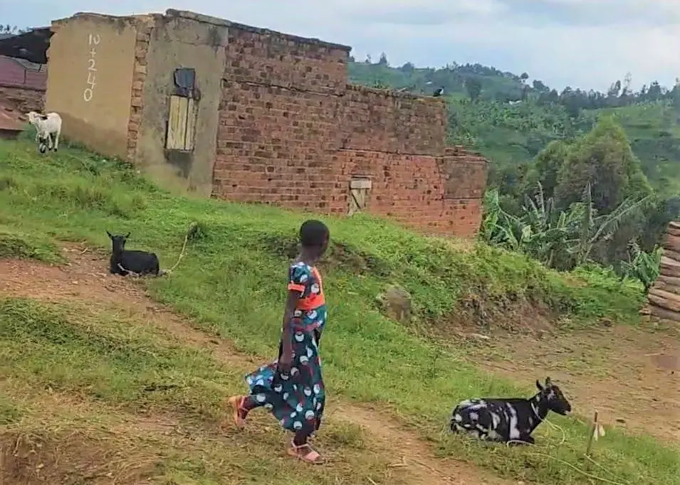 a child walks past an old dilapidated building and some Goats in the villages of Uganda