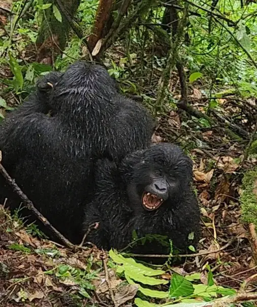 Yawning baby gorilla in Bwindi National Forest in Uganda