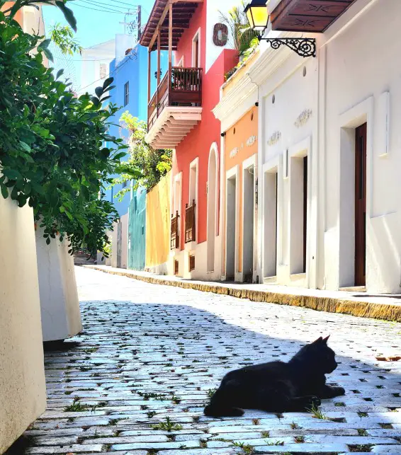 black cat posing for a photo on a cobblestone road in front of colorful buildings in old San Juan Puerto Rico