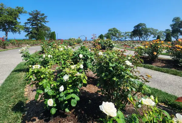 display of colorful flowers