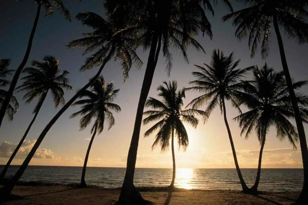 sunset and palm trees on a beach in the Bahamas, one of the top caribbean destinations