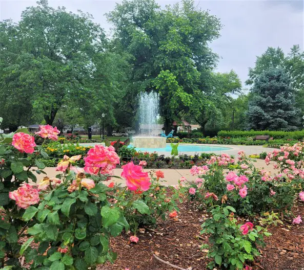 pink flowers framing a fountain at Eisenhower Rose Garden in Abilene Kansas