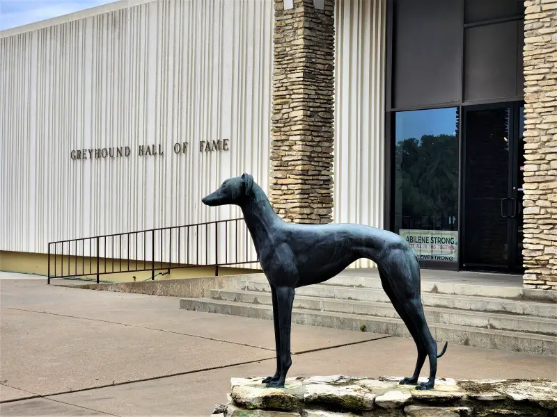 statue of a greyhound dog outside a building at the Greyhound Hall of Fame Museum in Abilene Kansas