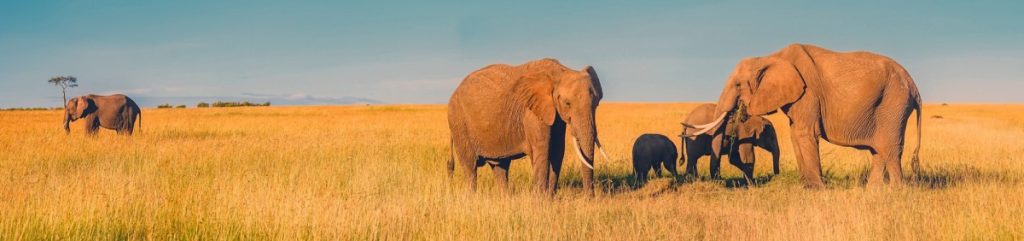 elephants with a baby in the tall savannah grass