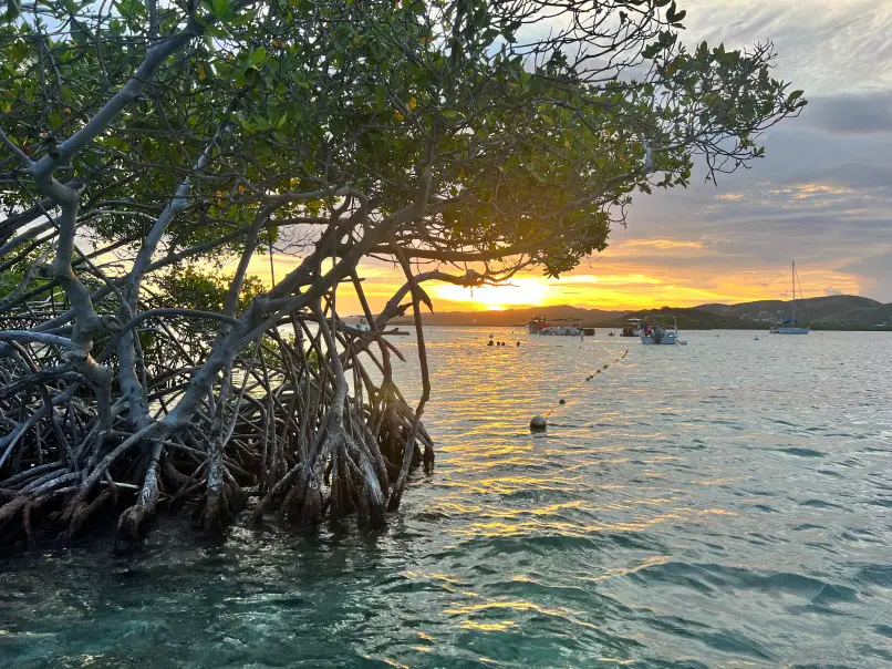 sunset through some mangrove trees in the water in Puerto Rico