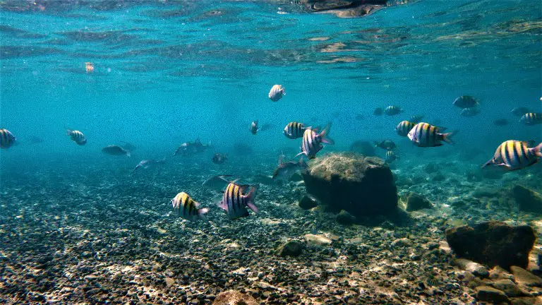 colorful fish under the water in a blue sea