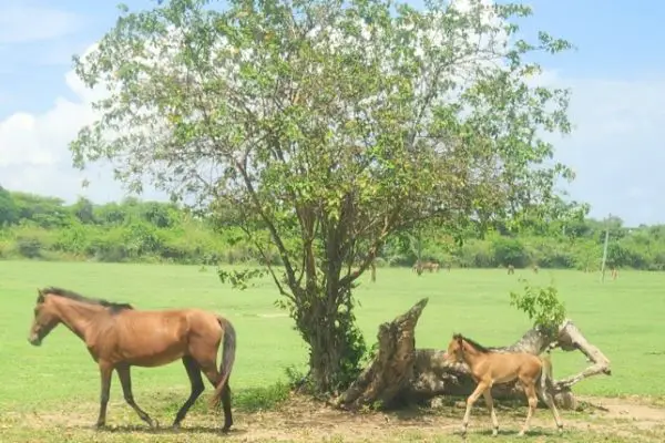 two horses walk past a tree on Vieques Island in Puerto Rico