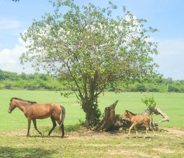 two horses walk past a tree on Vieques Island in Puerto Rico