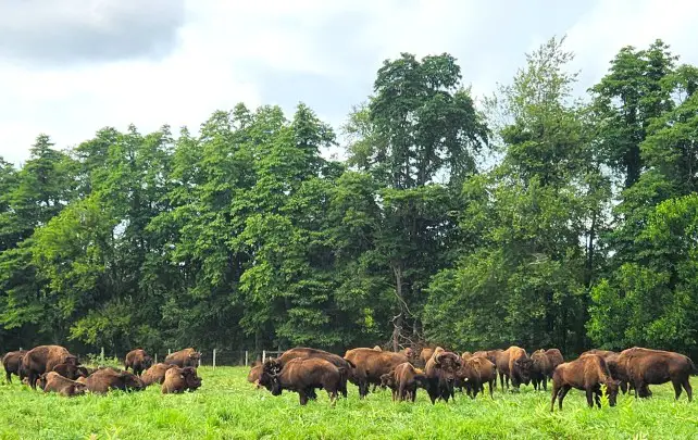 herd of bison in the grass in front of trees at a ranch in Shipshewana