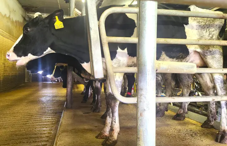 cow being milked at a Dairy Farm in Shipshewana