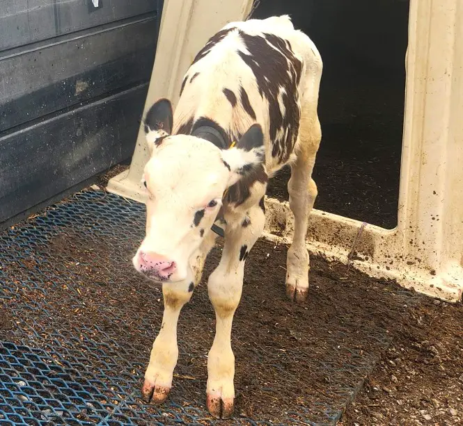 baby cow standing in front of his pen at a dairy farm in Shipshewana indiana