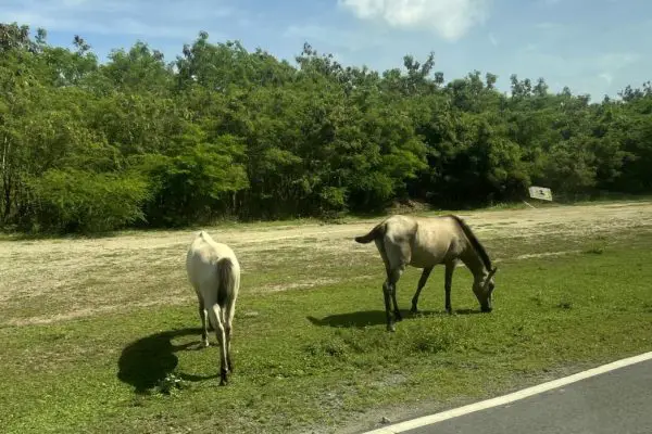 A Perfect Vieques Itinerary: Full Day Trip from San Juan to Vieques Puerto Rico 9 Horses in Vieques Puerto Rico