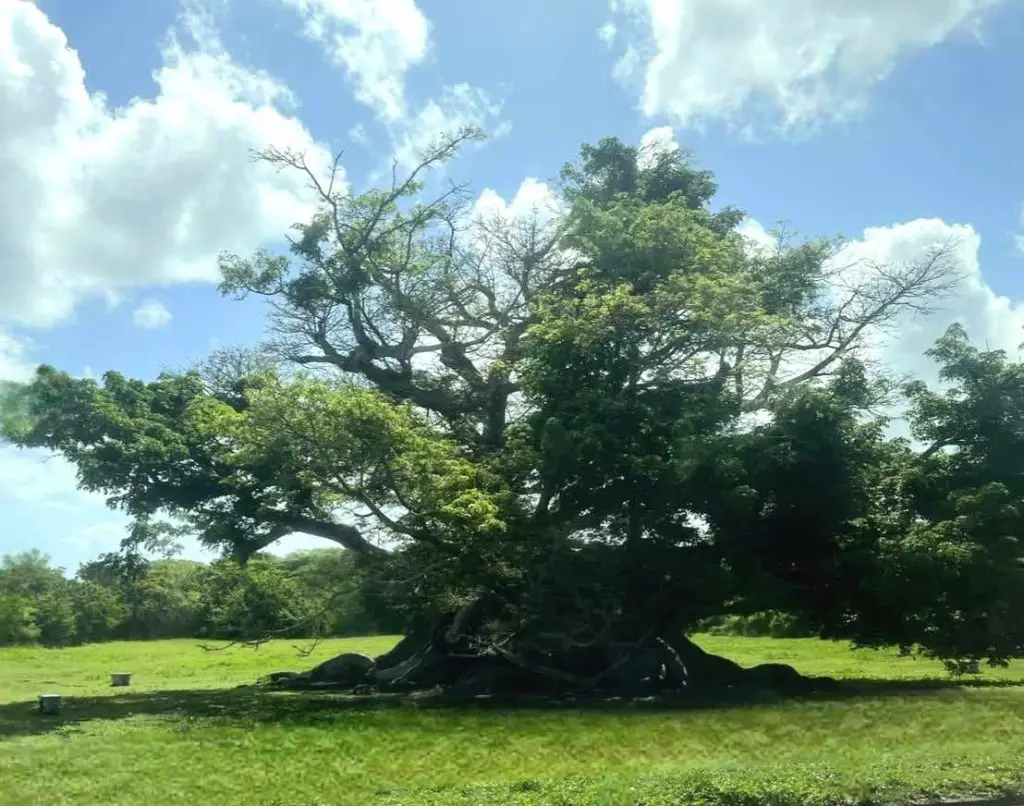 very large green Ceiba tree in a grassy area in Vieques