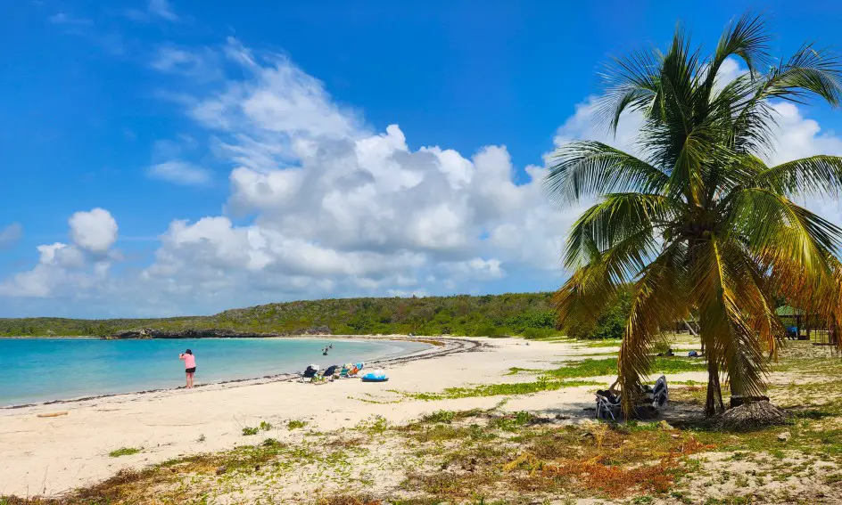 sandy beach in Vieques in Puerto Rico with turquoise water and a palm tree in the foreground