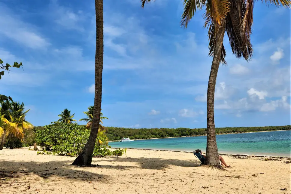 palm trees in the sand in the foreground and blue water in the background with a boat in Vieques Puerto Rico
