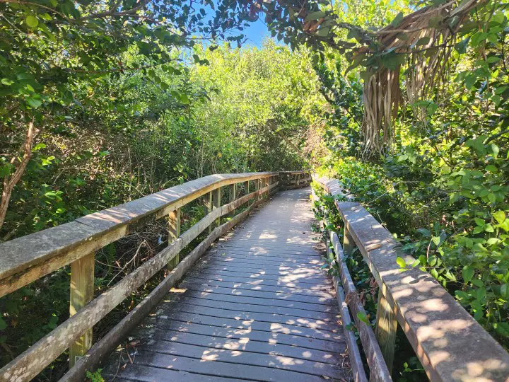 boardwalk through Everglades National Park