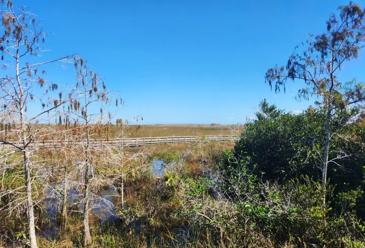 scenic view of trees and everglades with a boardwalk in the distance