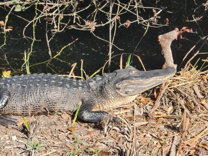 alligator perched on the side of a bank in Everglades National Park