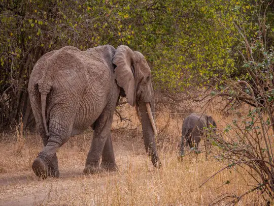 mother and baby elephant in Africa walking together