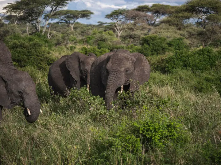 group of elephants in Africa walking in the green grass