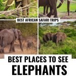 lots of different elephants