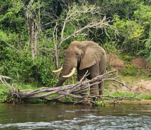 elephant with tusks standing on the bank of the rier with tree branches in front of him