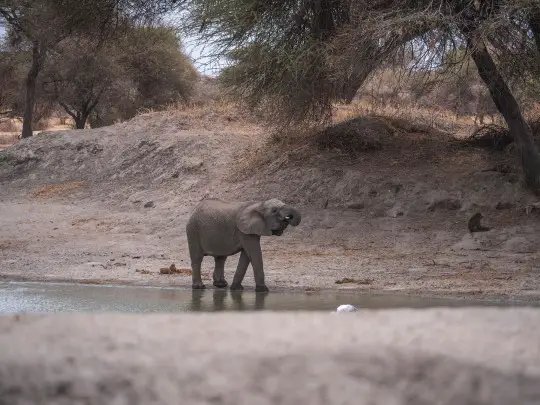 in the distance an elephant with trunk raised and walking in the water in Africa