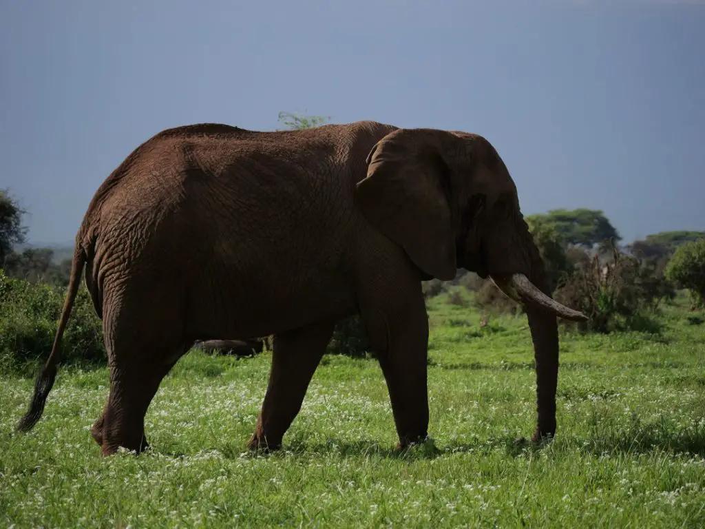 large elephant in Africa in the short green grass