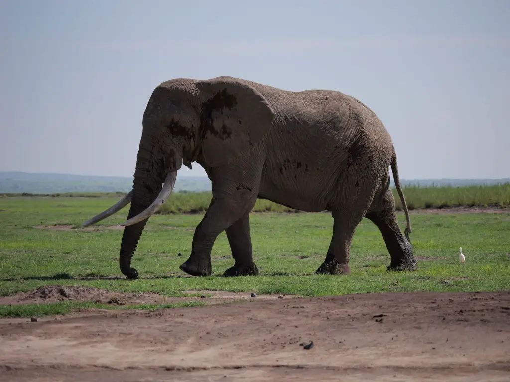 very large tusker elephant in Africa walking in the grass
