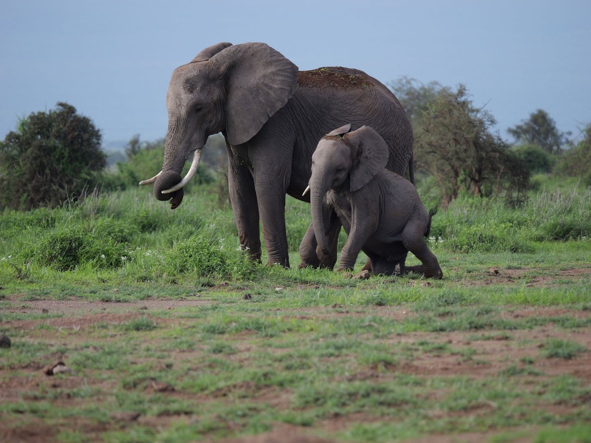 calf with mother elephant in africa in one of the best places to see elephants in the green grass