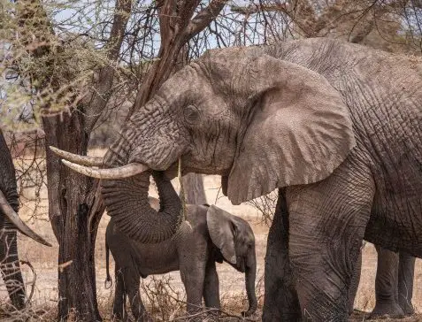 family of elephants in africa eating - pic of mom and baby elephant