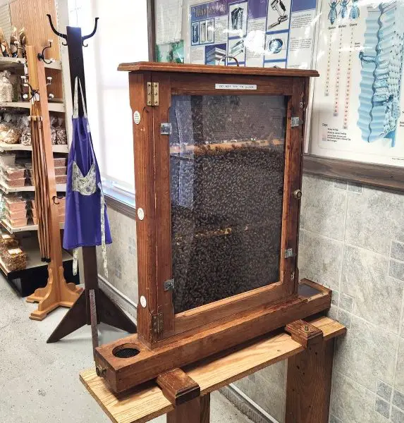 brown framed beehive with a window to look at it inside an Amish country store in Indiana