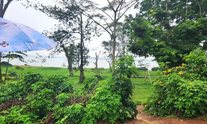 green trees and green gardens in the botanical garden in Uganda