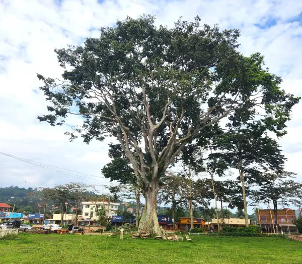 large tree in a grassy field in Entebbe Uganda