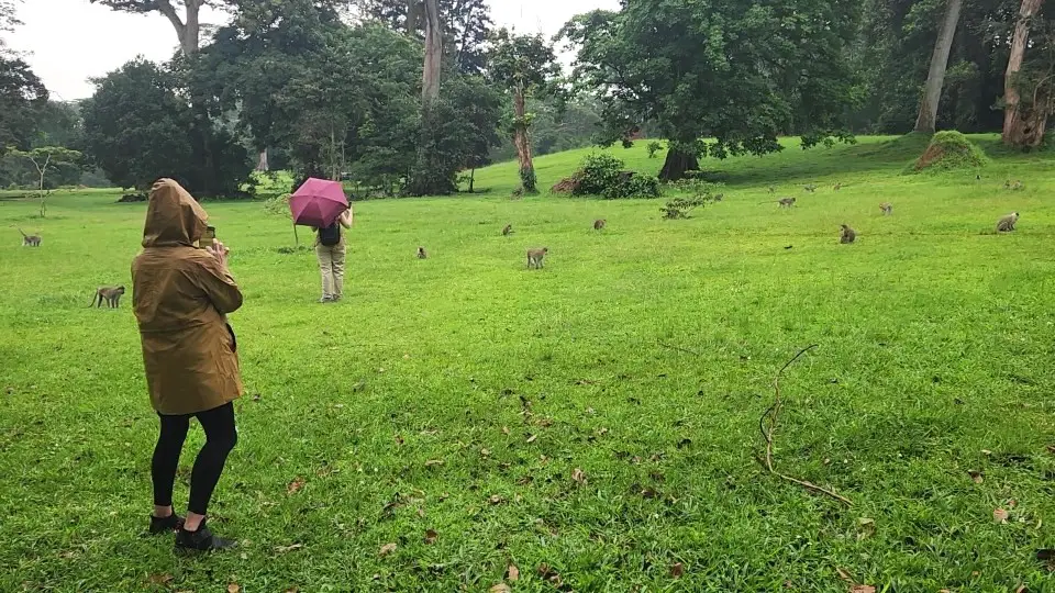 people in raincoats and umbrellas in a green field with monkeys all around them