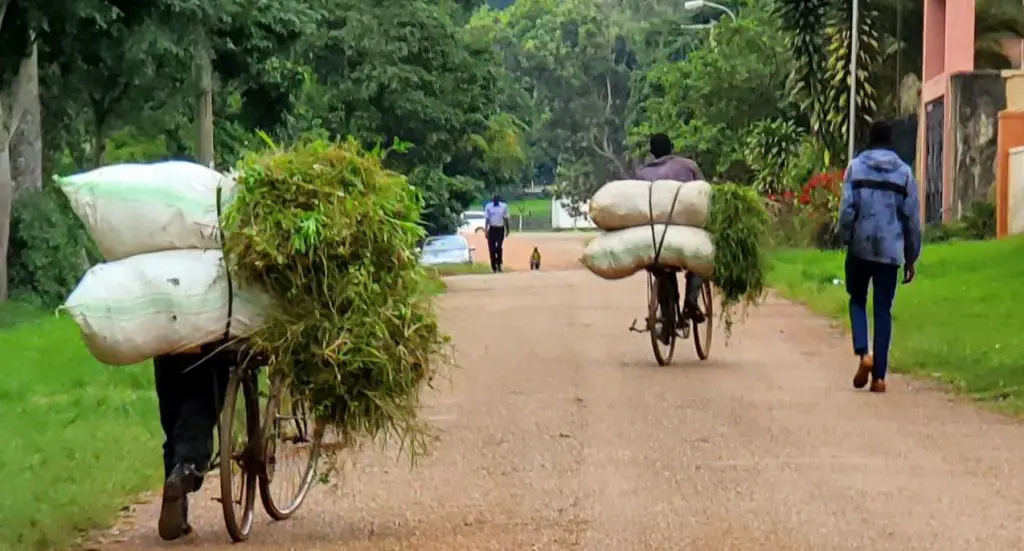 vehicles in the road piled with greenery