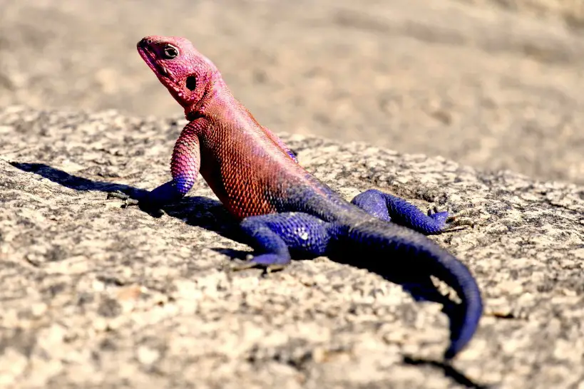 red and purple lizard reptile in Africa