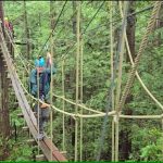 man crossing a plank bridge high in the trees in the redwood forest in New Zealand