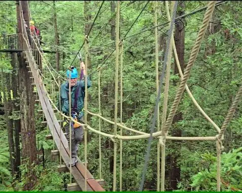 man crossing a plank bridge high in the trees in the redwood forest in New Zealand