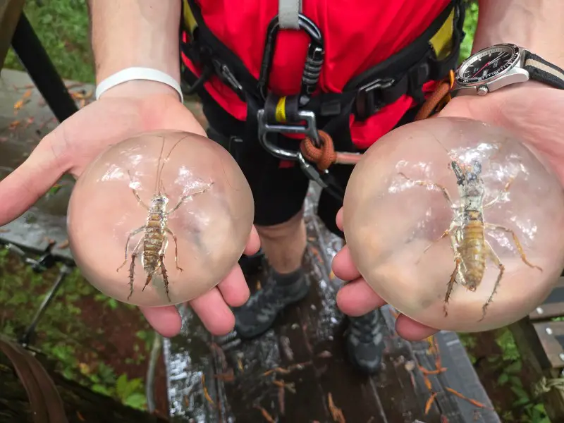 hands holding glass circles with large weta bugs preserved in them from New Zealand
