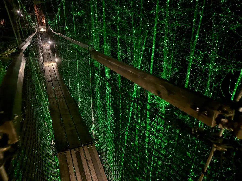 plank bridge going through the Redwoos forest with green twinkling lights all around