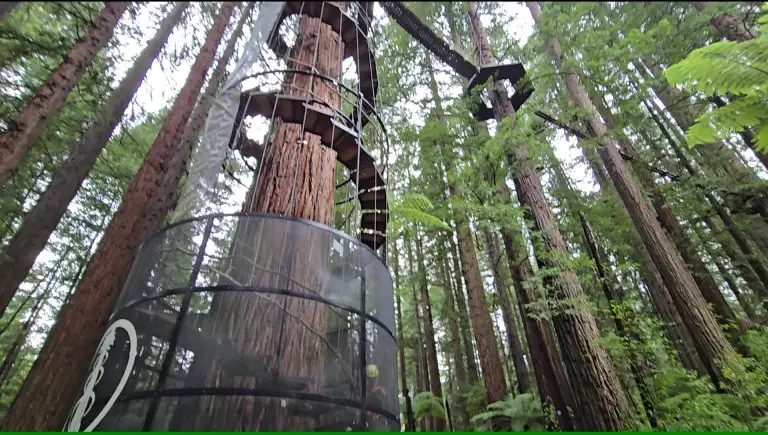 spiral staircase up a redwood tree leaving to bridges in the canopy at Redwoods Treewalk Rotorua