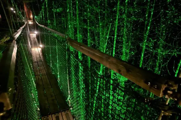 lights on a suspended bridge with redwoods on each side lit up with green lights at the Redwoods Treewalk in Rotorua New Zealand